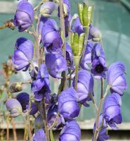 Aconitum napellus subsp. vulgare SDR8752 
